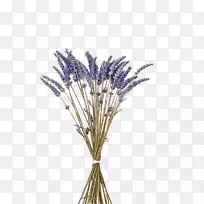 英国薰衣草花薰衣草油砧木摄影.带干花的紫色薰衣草