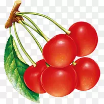 李子番茄樱桃果