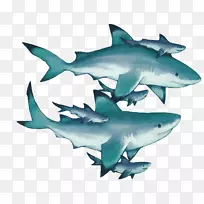 虎鲨鳞状体大白鲨蓝斑鲨鲨