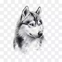 西伯利亚哈士奇小狗画铅笔艺术素描狼