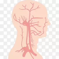 血管脑循环系统.脑结构