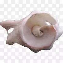 猪耳山哈海螺-外星海螺