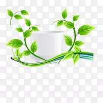 绿茶叶绿茶