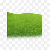 人工草坪草甸绿草科草坪