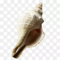 海螺滩海螺倾斜海螺