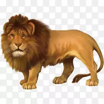 东非狮子豹猫科-狮子