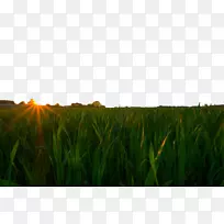 麦田-日落下的绿麦田