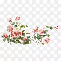 花园玫瑰剪贴画-植物玫瑰
