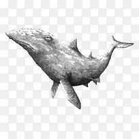 黑白绘画插图-黑白素描鲸鱼插画