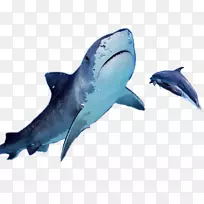 海豚鲨鱼-海洋，海豚