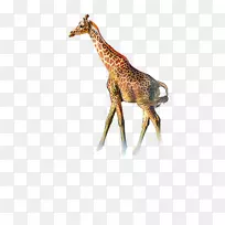 北方长颈鹿图标-长颈鹿