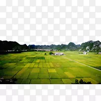稻田水稻农业-规划整齐的稻田