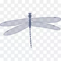 昆虫蜻蜓动画剪辑艺术.灰色蜻蜓