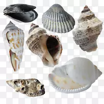 海螺贝壳扇贝的研究-海螺扇贝的收藏