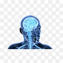 大脑智人中枢神经系统-大脑靠近大脑。