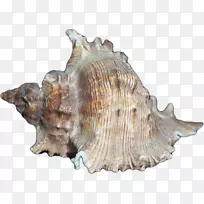 海螺-创意海螺