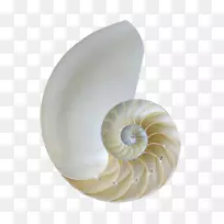 海螺-白海螺壳