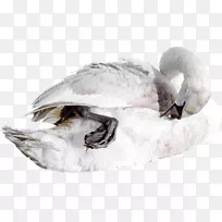 鸭茜尼鸟鹅鹭-创意美丽的天鹅