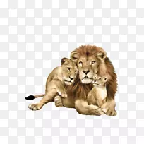 狮子座狮头兔猫家族-狮子