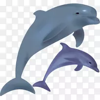 普通宽吻海豚旋转海豚免费内容剪贴画卡通海豚图片