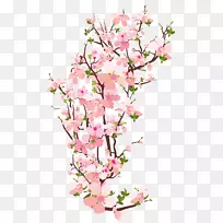 树枝樱花夹艺术.透明春梢