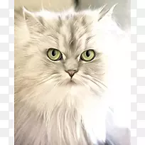 猫猫科狗兽医肖像画剪贴画