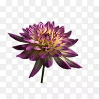 菊花紫紫色菊花