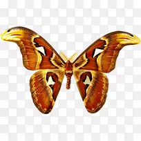 蝴蝶附虫蛾-蝴蝶、昆虫、标本
