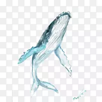 驼背鲸画水彩画剪贴画蓝鲸