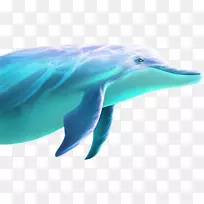 海豚-海豚游泳