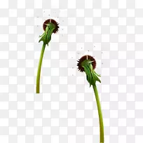 蒲公英花蒲公英材料