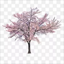 樱花枝树