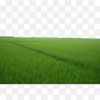 农作物草地草坪能源-绿色稻田