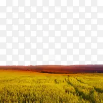 日落麦田景观