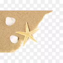 海星沙滩海星