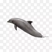 普通宽吻海豚图库溪海豚跳起来