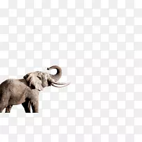 非洲象印度象鼻象