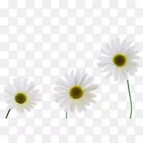 菊花xd7花枝康乃馨雏菊-三种黄色菊花图片材料