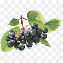 浆果剪贴画-灯笼水果蓝莓，蓝莓