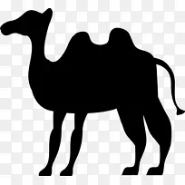 骆驼宰牲节艺术-黑色骆驼