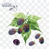 黑莓蓝莓水彩画.手绘蓝莓
