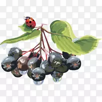 高血压饮食疾病灯笼水果蓝莓