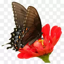 蝴蝶昆虫菊花u8776u604bu82b1-美丽的红色菊花蝴蝶