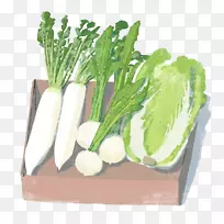 台康蔬菜纳帕白菜插图-卡通彩绘卷心菜萝卜