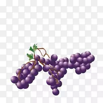 葡萄紫奥格里斯-紫葡萄果实