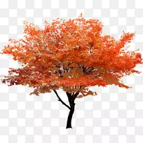 红枫树剪贴画-秋季红树立景