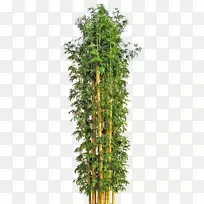 竹花盆树