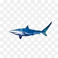 蓝鲨虎鲨