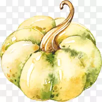 葫芦南瓜冬瓜水彩画-画南瓜