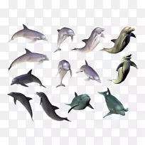 海豚绘画剪贴画-海豚收藏